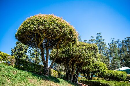 botanical garden and rose garden of Ooty Tamil Naduの写真素材