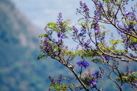 botanical garden and rose garden of Ooty Tamil Naduの写真素材