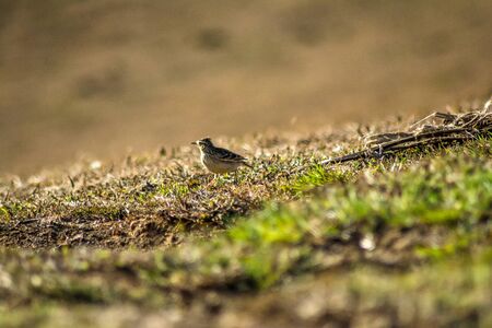 sparrow bird playing in green grass of ooty gardenの写真素材