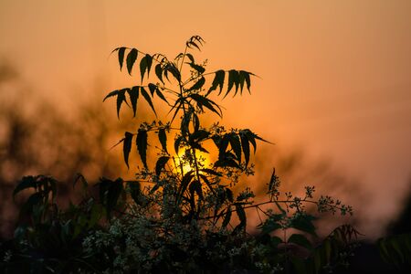 Sun behind Neem Tree. Azadirachta indica, commonly known as neem, nimtree or Indian lilac.の写真素材
