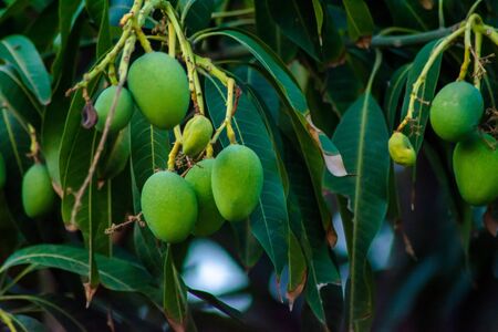 Closeup of Mangoes hanging on mango tree, mango farm. Mangifera indica.の写真素材