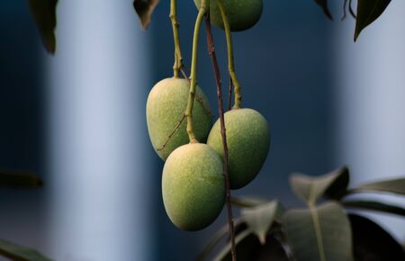 Closeup of Mangoes hanging on mango tree, mango farm. Mangifera indica.