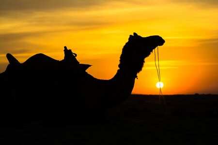 Sunset view with camel at Sam sand dunes of Jaisalmer the golden city, an ideal allure for travel enthusiastsの写真素材