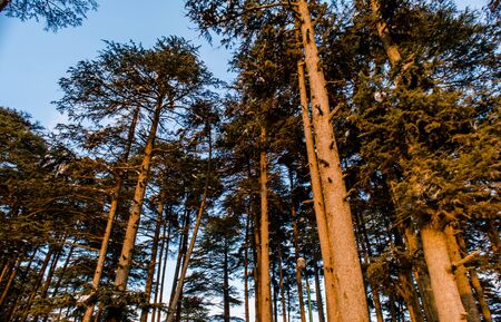 Pine Tree Forests near patnitop, nathatop jammu Indiaの写真素材