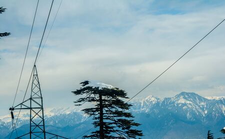 Trees covered with white snow in the himalayan mountain range of Jammuの写真素材