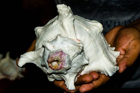 coral and sea-shell at sea beach of somnath temple of somnath Gujarat India