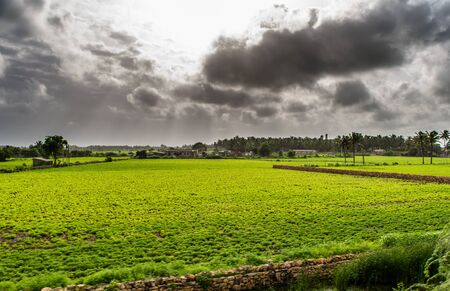 View of Green Farmland from running train in India
