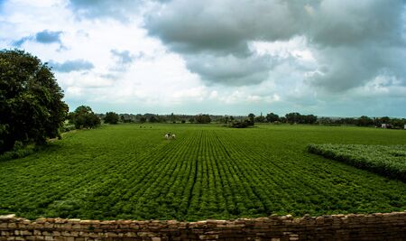 View of Green Farmland from running train in Indiaの写真素材