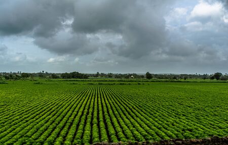 View of Green Farmland from running train in Indiaの写真素材