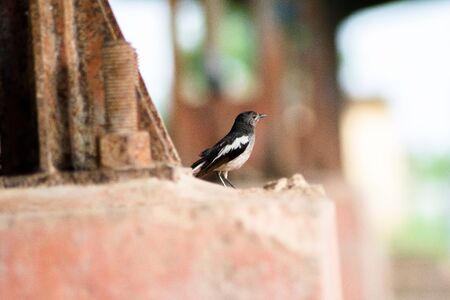 Parrots, also known as psittacines, are birds of the roughly 393 species in 92 genera comprising the order Psittaciformes.の写真素材