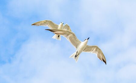 Beautiful Birds flying in the sky in middel of sea  of dwakra gujaratの写真素材