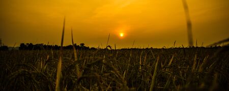 Rural landscape with a field of wheat and sunrise with a cloudy sky background. Landscape.の写真素材