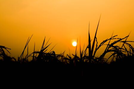Rural landscape with a field of wheat and sunrise with a cloudy sky background. Landscape.の写真素材