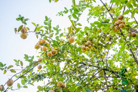 Bunches of fresh yellow ripe lemons hanging on a lemon tree in Assam