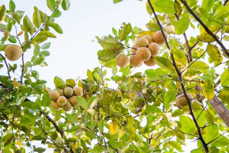 Bunches of fresh yellow ripe lemons hanging on a lemon tree in Assamの写真素材