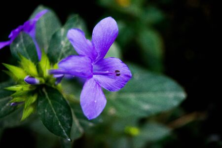 Bellflowers Bavaria Blue, nature background, balloon flower, Platycodon grandiflorus,の写真素材
