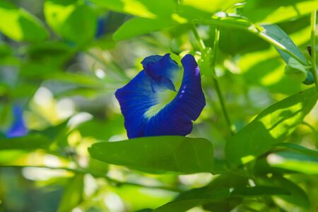 Spring Flowering Bermuda Buttercup or yellow buttercup allamanda flower blossom close up shotの写真素材