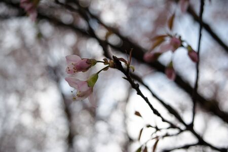 Beautiful Spring Cherry blossoms over blue sky. pink flowers. Blossoming cherry trees at Shillong Golf Course,の写真素材