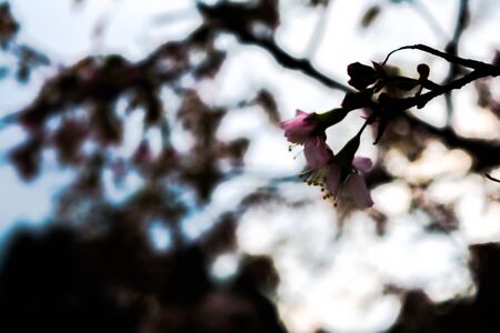 Beautiful Spring Cherry blossoms over blue sky. pink flowers. Blossoming cherry trees at Shillong Golf Course,の写真素材