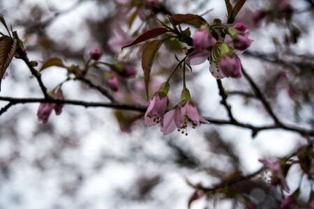 Beautiful Spring Cherry blossoms over blue sky. pink flowers. Blossoming cherry trees at Shillong Golf Course,の写真素材
