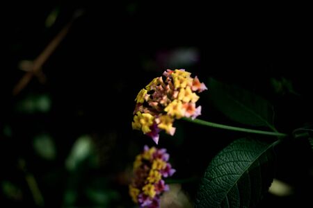 Lantana camara, West Indian Lantana Flower blooming in the garden. Umbelanterna, wild sage, red sage, white sage, tick berryの写真素材