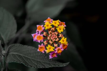 Lantana camara, West Indian Lantana Flower blooming in the garden. Umbelanterna, wild sage, red sage, white sage, tick berryの写真素材