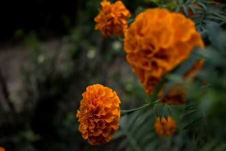 beautiful Marigold Flowers of yellow and orange color, genda phoolの写真素材