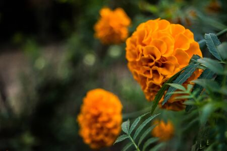 beautiful Marigold Flowers of yellow and orange color, genda phoolの写真素材