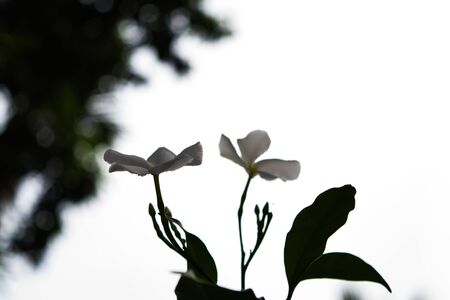 White Madagascar Periwinkle also known as  Sadaabahaar flowerの写真素材