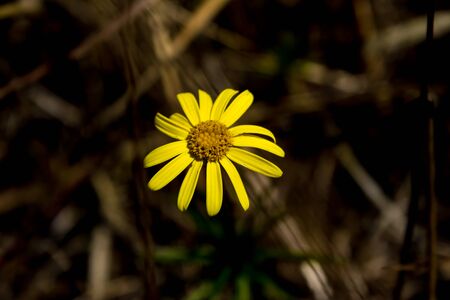 Flower of sunflower,  closeup. Seeds and oil.の写真素材