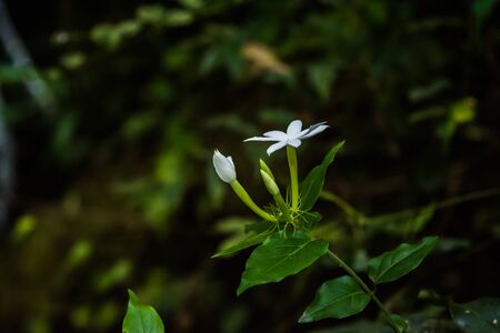 White Madagascar Periwinkle also known as  Sadaabahaar flowerの写真素材