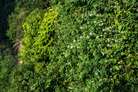 Different types of plant and trees in grassland of Kaziranga National Park, India.の写真素材