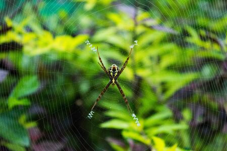 Close up macro shot of a Garden spider sitting on the spider web, spiders are insectsの写真素材