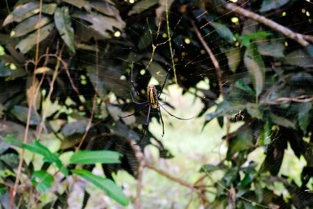 Close up macro shot of a Garden spider sitting on the spider web, spiders are insectsの写真素材