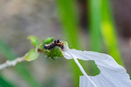 Black caterpillar on Beautiful white hibiscus flowerの写真素材