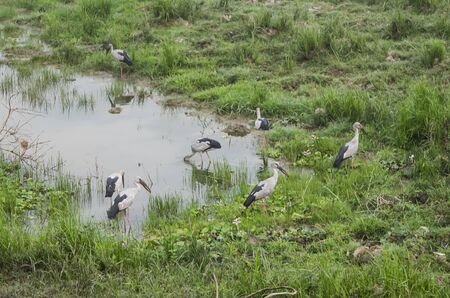 Landscape of lake and river in the morning time with fog at Kaziranga national park, Assam, India.の写真素材