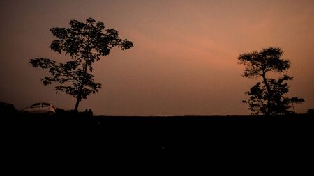 Evening silhouette landscape with plants and Trees in Kaziranga National Park Assam Indiaの写真素材