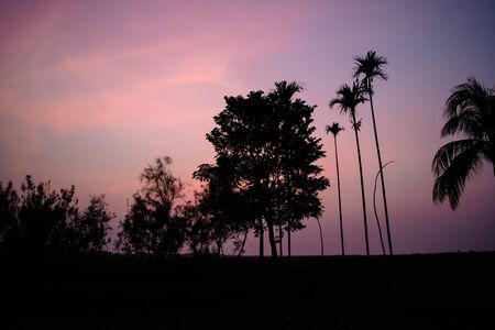 Evening silhouette landscape with plants and Trees in Kaziranga National Park Assam Indiaの写真素材