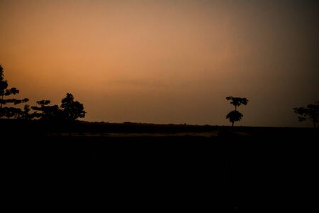 Evening silhouette landscape with plants and Trees in Kaziranga National Park Assam Indiaの写真素材