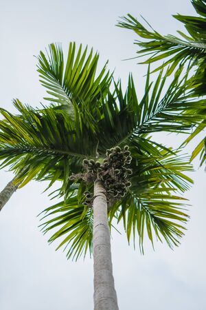 betelnut trees in Assam, India. betelnut farming in village of North East Assam India, Supari Treeの写真素材