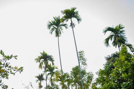 betelnut trees in Assam, India. betelnut farming in village of North East Assam India, Supari Treeの写真素材