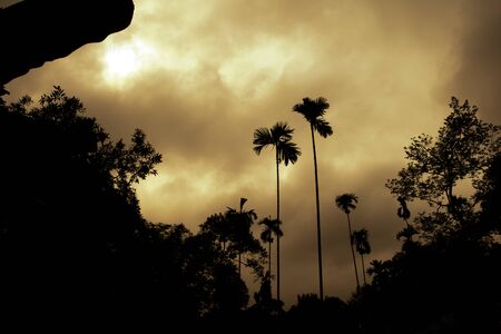 betelnut trees in Assam, India. betelnut farming in village of North East Assam India, Supari Treeの写真素材