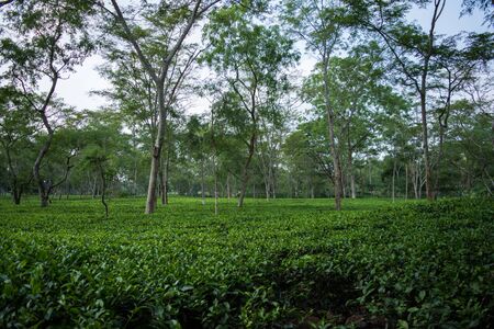 Green tea garden of Assam grown in lowland and Brahmaputra River Valley, Golaghat. Tea plantationsの写真素材