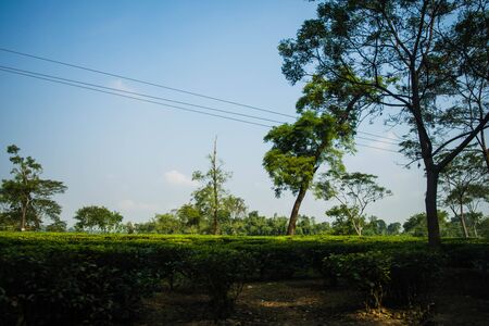 Green tea garden of Assam grown in lowland and Brahmaputra River Valley, Golaghat. Tea plantationsの写真素材