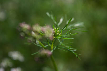 Beautiful cilantro coriander flower, Coriandrum sativum. close-up. selective focus.の写真素材