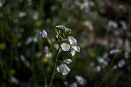 Beautiful cilantro coriander flower, Coriandrum sativum. close-up. selective focus.の写真素材