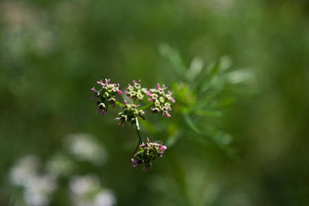 Beautiful cilantro coriander flower, Coriandrum sativum. close-up. selective focus.の写真素材