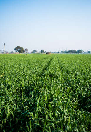 Field of young wheat, Green wheat field with clouds in India, agricultural field landscapeの写真素材