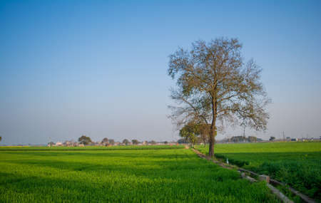 Field of young wheat, Green wheat field with clouds in India, agricultural field landscapeの写真素材