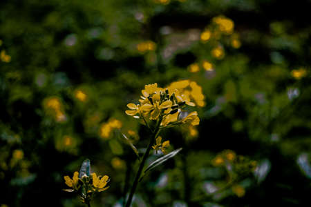 The mustard flower or plant is a plant species in the genera Brassica and Sinapis in the family Brassicaceae.の写真素材